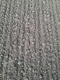 Close view of emerging seedlings in rows.