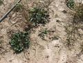 Dried out beet plants.