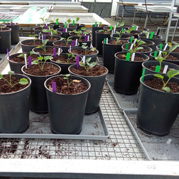 Brassica plants in the greenhouse.