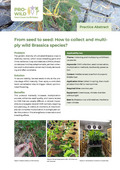 Picture of the first page of  the practice abstract 'From seed to seed: How to collect and multiply wild Brassica species'.