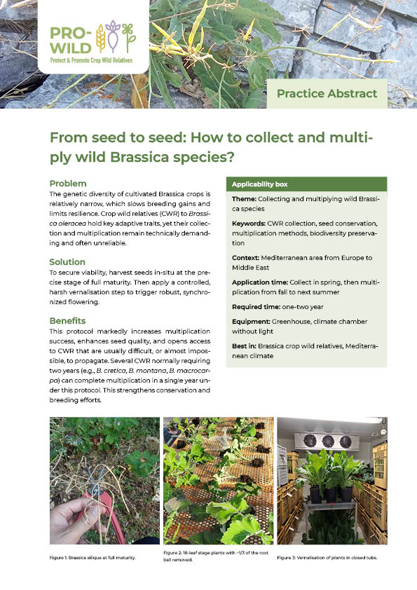 Picture of the first page of  the practice abstract 'From seed to seed: How to collect and multiply wild Brassica species'.