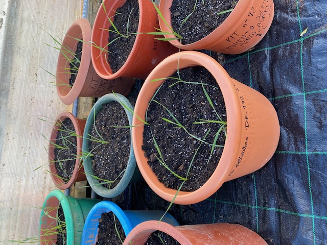 Several pots with soil, each with four or more young wheat seedlings.